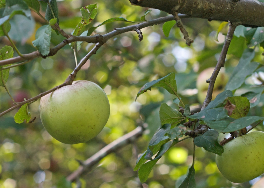 Błędy podczas cięcia jabłoni - DeaPeaJay CC BY-SA 2.0 Flickr