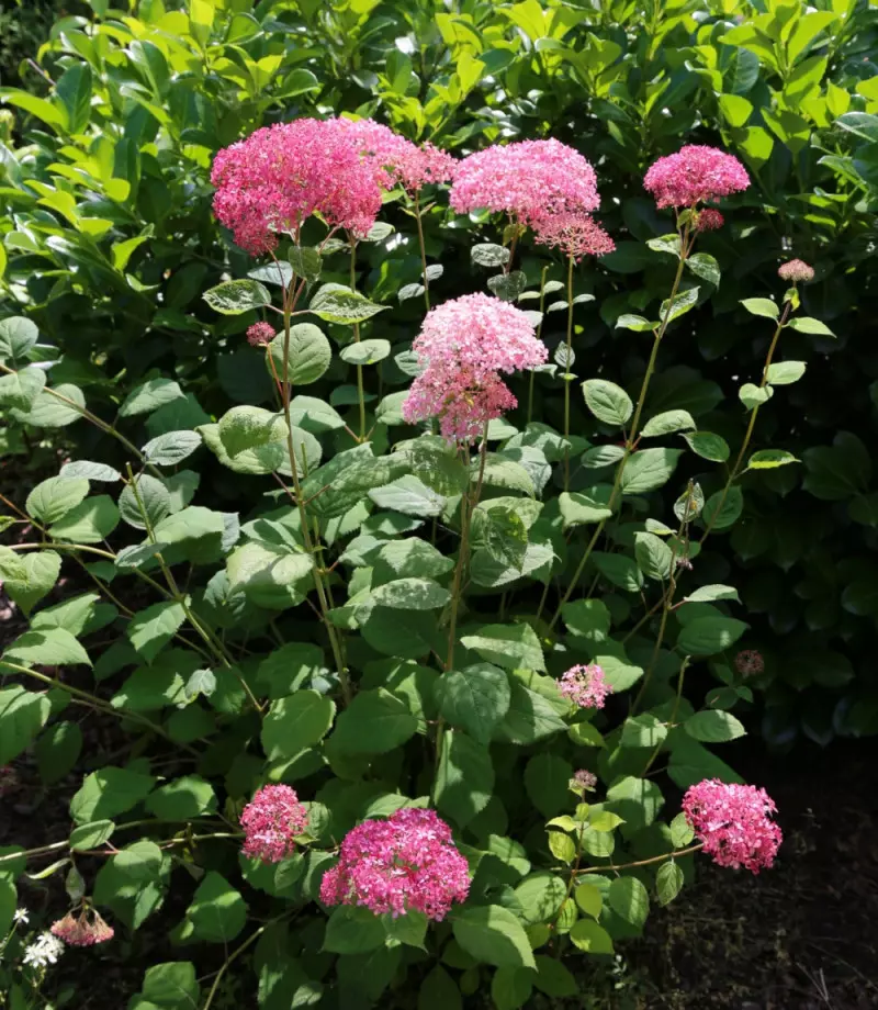 Hortensja krzewiasta PINK ANNABELLE fot. G.Falkowski