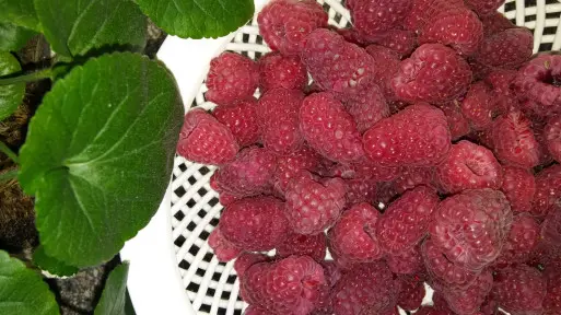Nalewka z malin – delikatna i pyszna!