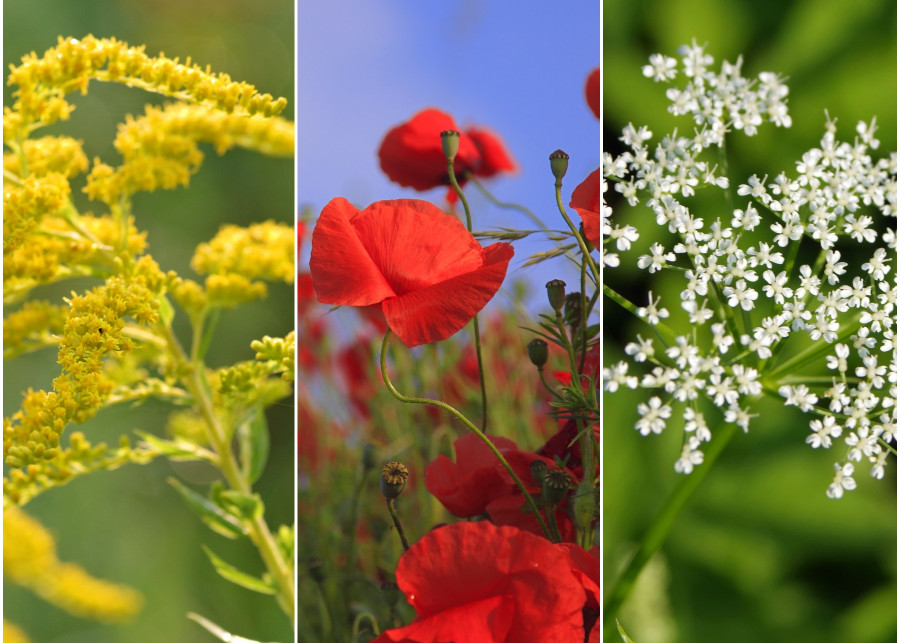 tych roślin nie uprawiaj w ogrodzie - Henryk Niestrój, Manfred Nimbs Pixabay