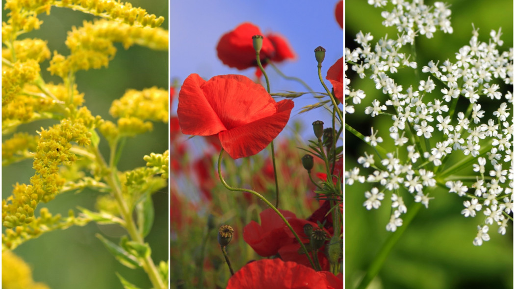 tych roślin nie uprawiaj w ogrodzie - Henryk Niestrój, Manfred Nimbs Pixabay