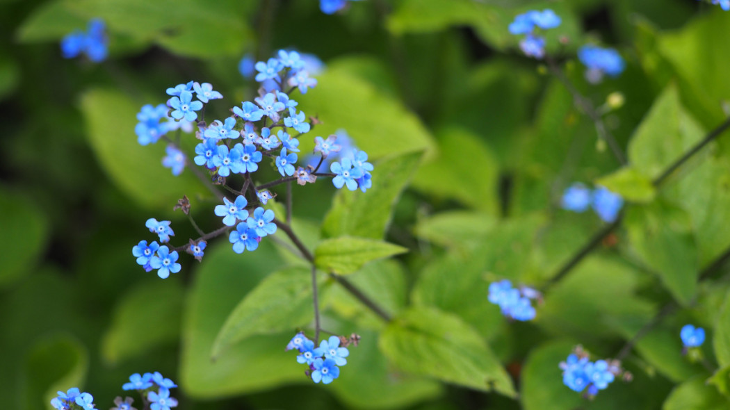 Brunnera wielkolistna - Agnieszka Kwiecień Wikimedia Commons