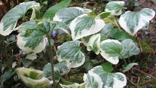 Brunera wielkolistna / Brunnera