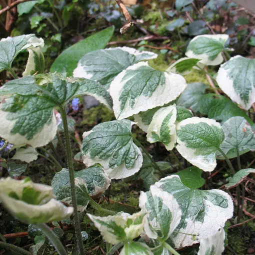 Brunera wielkolistna / Brunnera