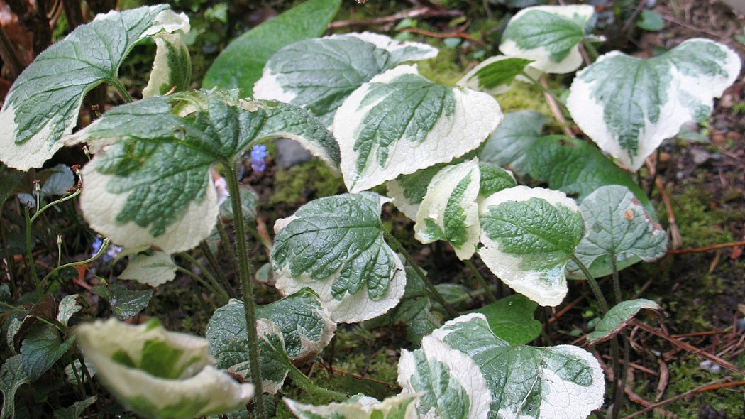 Brunnera macrophylla 'Variegata' fot. sonyaseattle CC BY-SA 2.0 Flickr