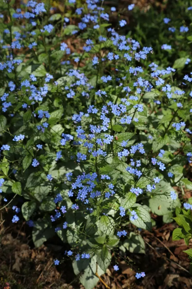 Brunnera Jack Frost fot. Grzegorz Falkowski ZSzP