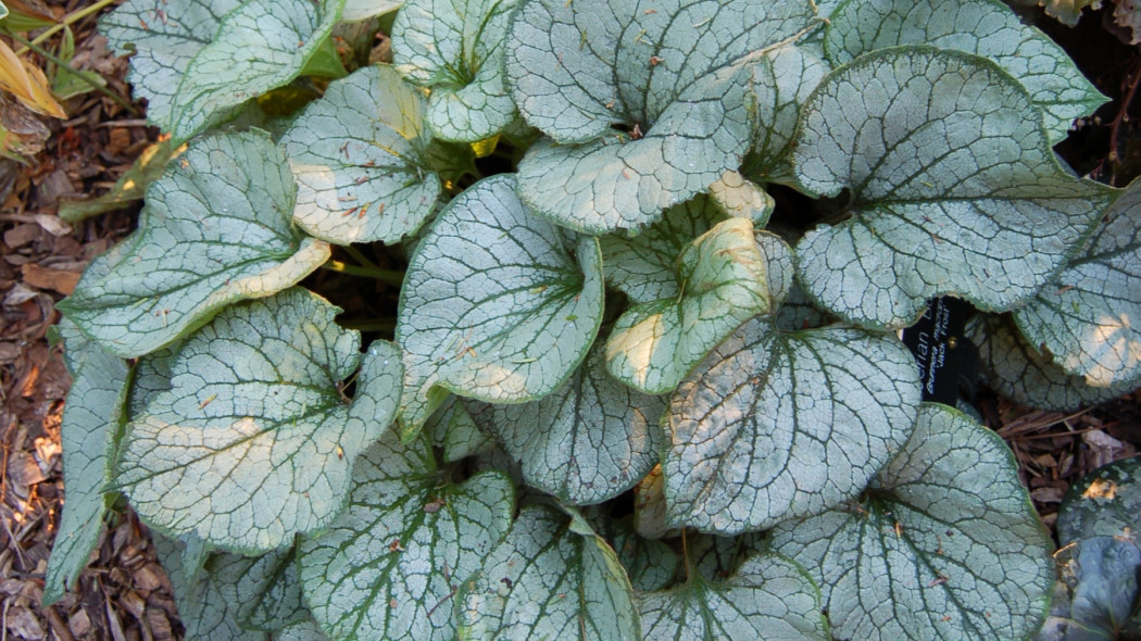 Brunnera macrophylla 'Jack_Frost' fot. Derek Ramsey CC BY-SA 2.5 Wikimedia Commons