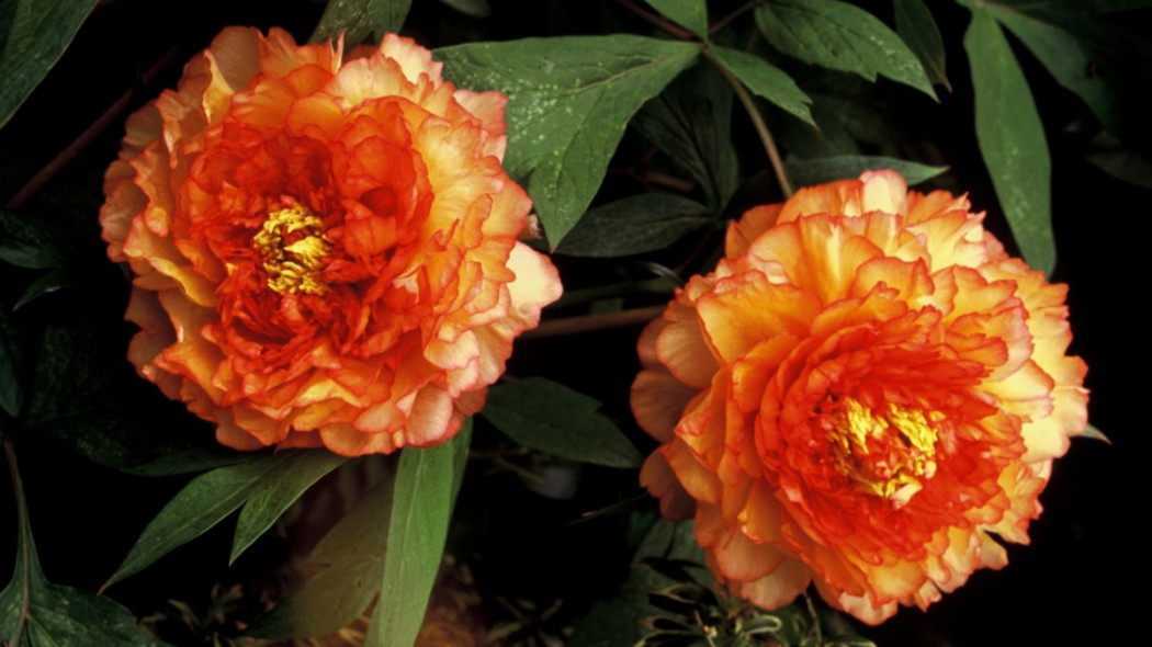 Paeonia suffruticosa 'Salmon orange' fot. iverde