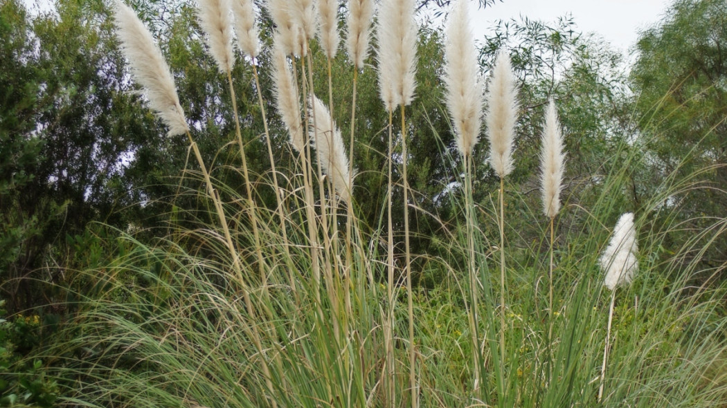 trawa pampasowa fot. Macleay Grass Man CC_BY_2.0 Flickr