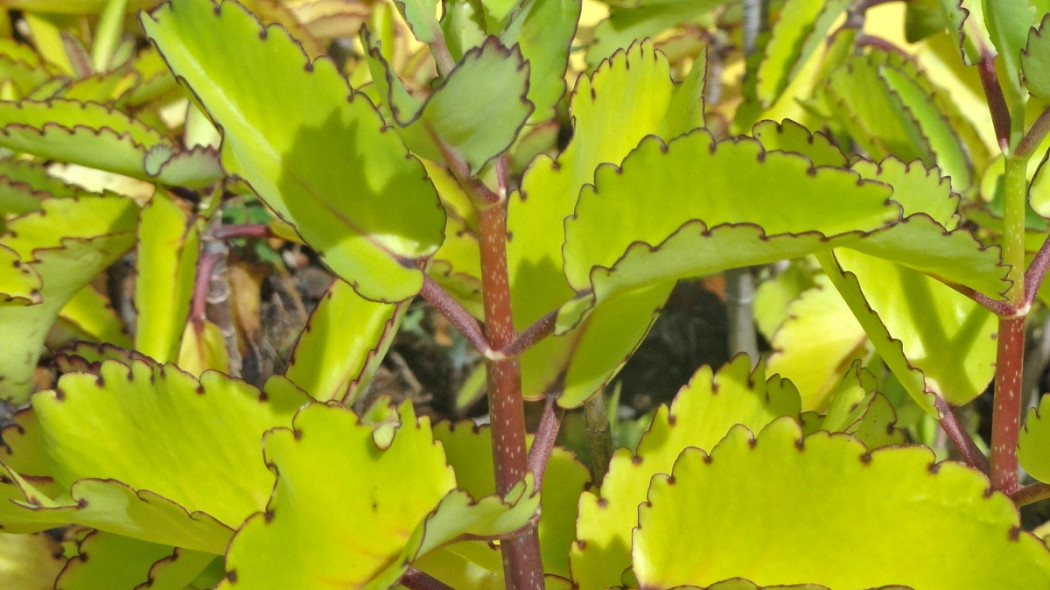 Kalanchoe pinnata fot. Daderot Wikimedia Commons