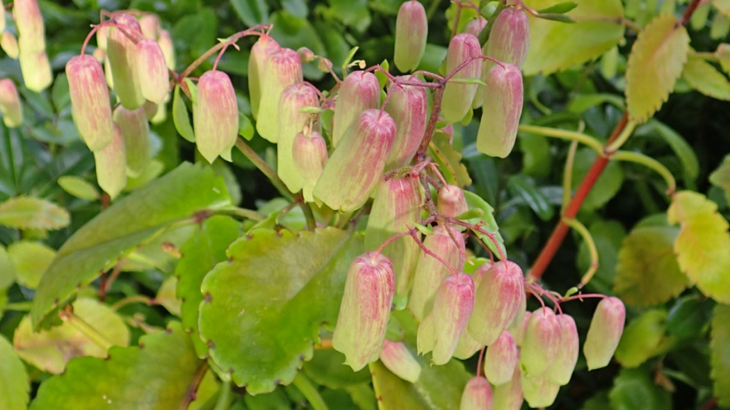 Kalanchoe pinnata fot. Krzysztof Ziarnek