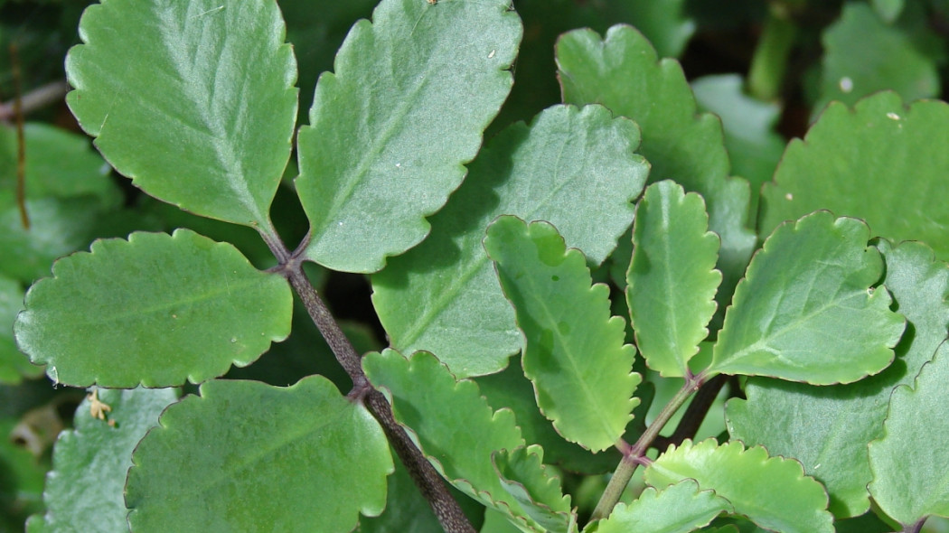 Kalanchoe pinnata fot. Forest & Kim Starr Wikimedia Commons