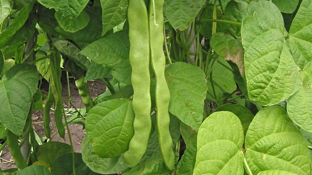 Phaseolus vulgaris fot. Rasbak Wikimedia Commons