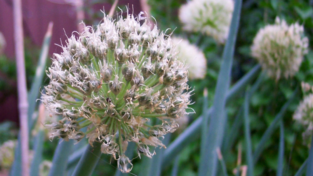 Allium ascalonicum flower fot. Ayacop wikimedia commons