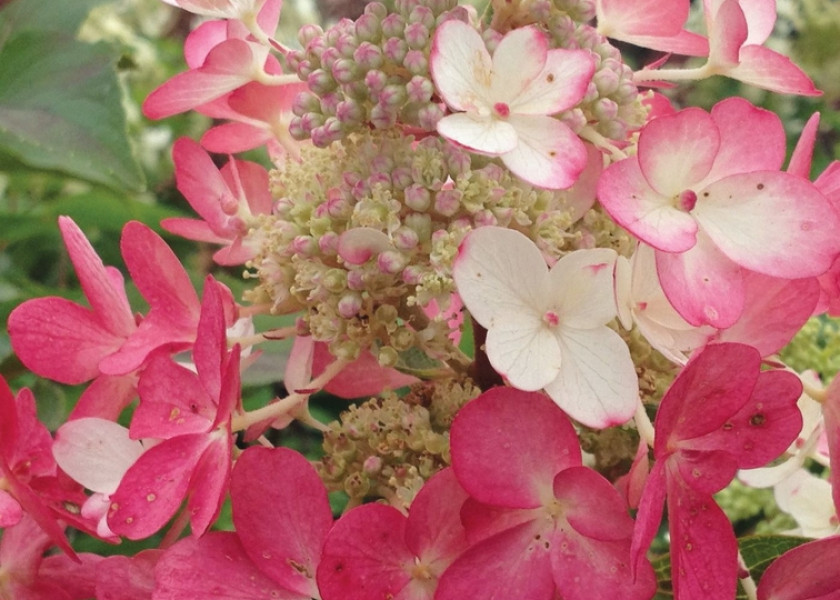 Hortensja bukietowa 'Magical Fire' Hortensja bukietowa 'Magical Fire'