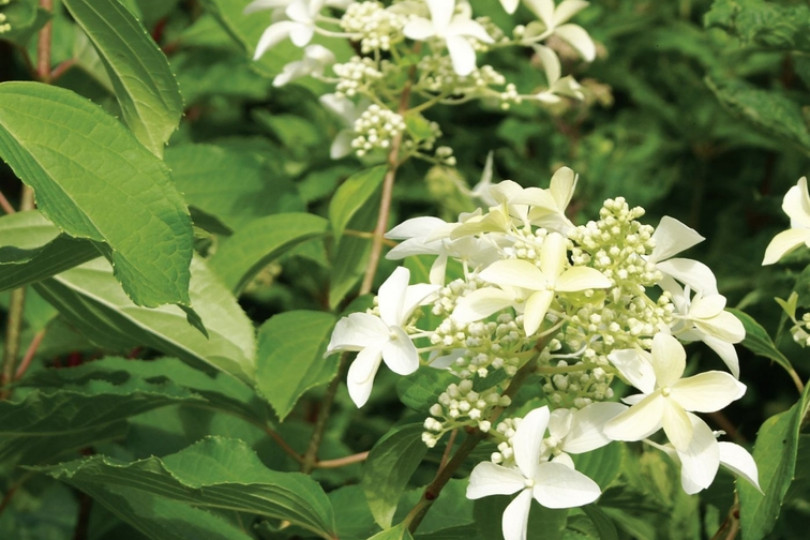 Hortensja bukietowa 'Great Star'