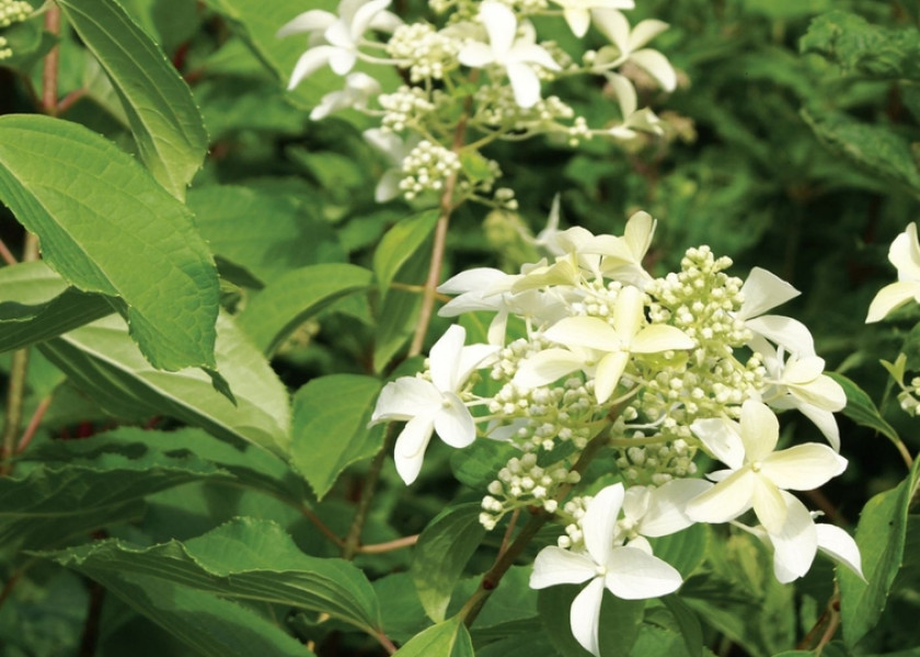 Hortensja bukietowa 'Great Star' Hortensja bukietowa 'Great Star'