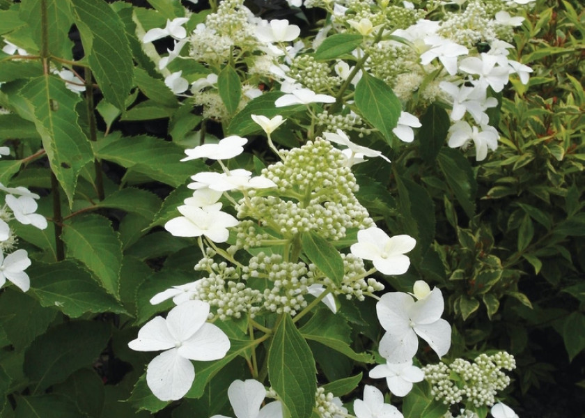 Hortensja bukietowa 'Levana' Hortensja bukietowa 'Levana'