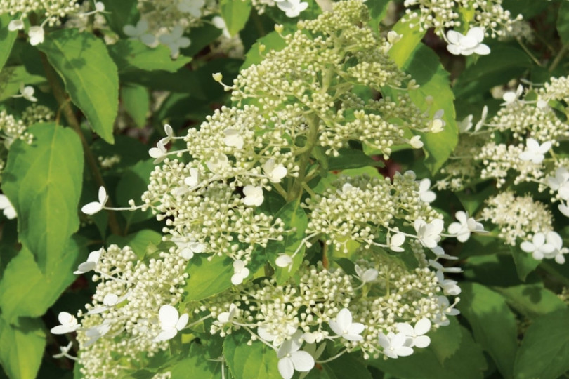 Hortensja bukietowa 'Brussels Lace'