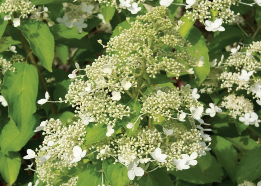 Hortensja bukietowa 'Brussels Lace' Hortensja bukietowa 'Brussels Lace'