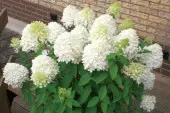 Hortensja bukietowa 'Magical Sweet Summer'