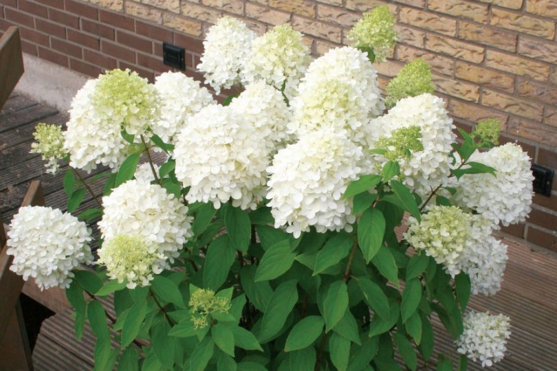 Hortensja bukietowa 'Magical Sweet Summer'