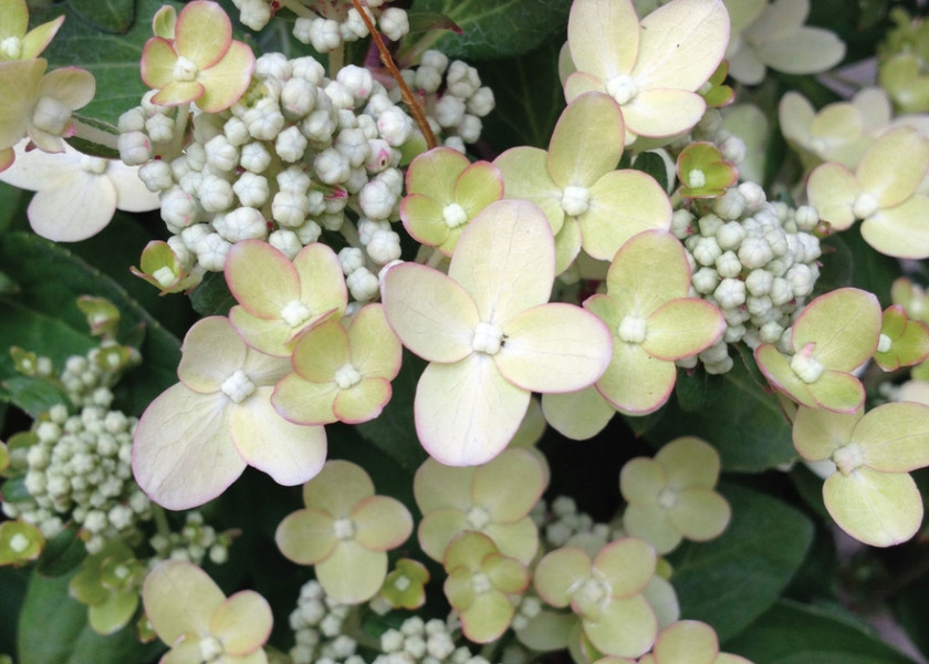 Hortensja bukietowa 'Polestar' Hortensja bukietowa 'Polestar'