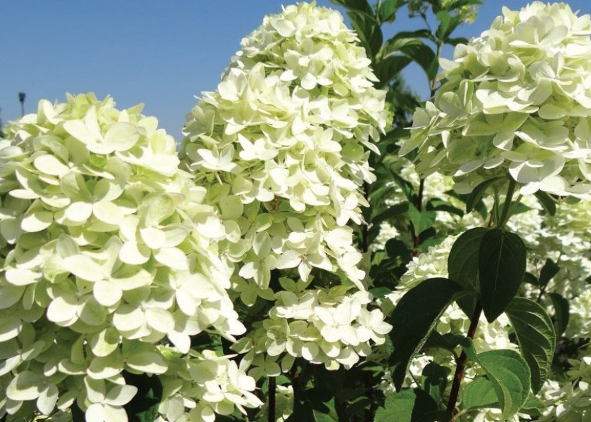 Hortensja bukietowa 'Magical Candle' Hortensja bukietowa 'Magical Candle'