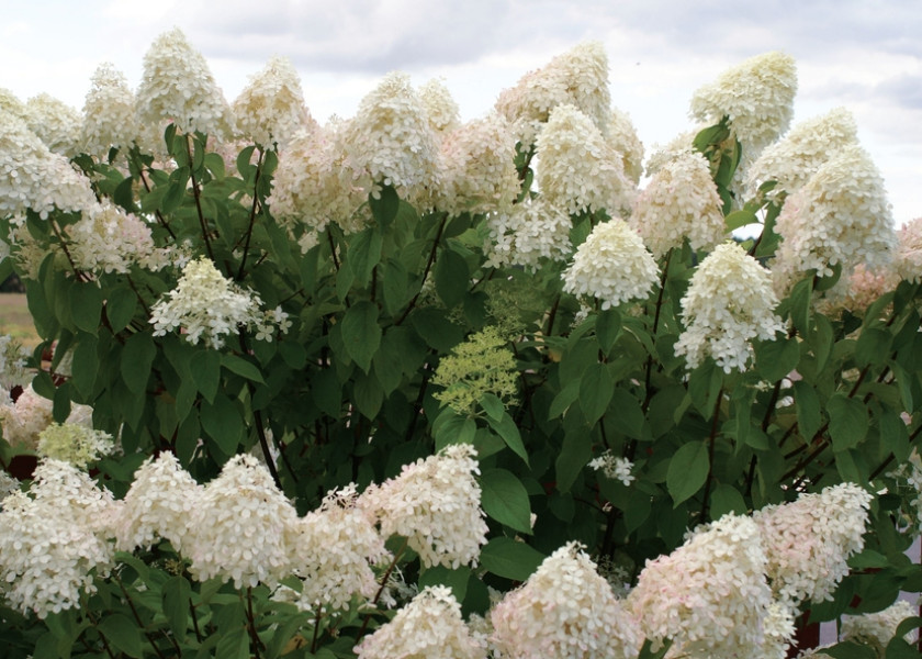 Hortensja bukietowa 'Phantom' Hortensja bukietowa 'Phantom'