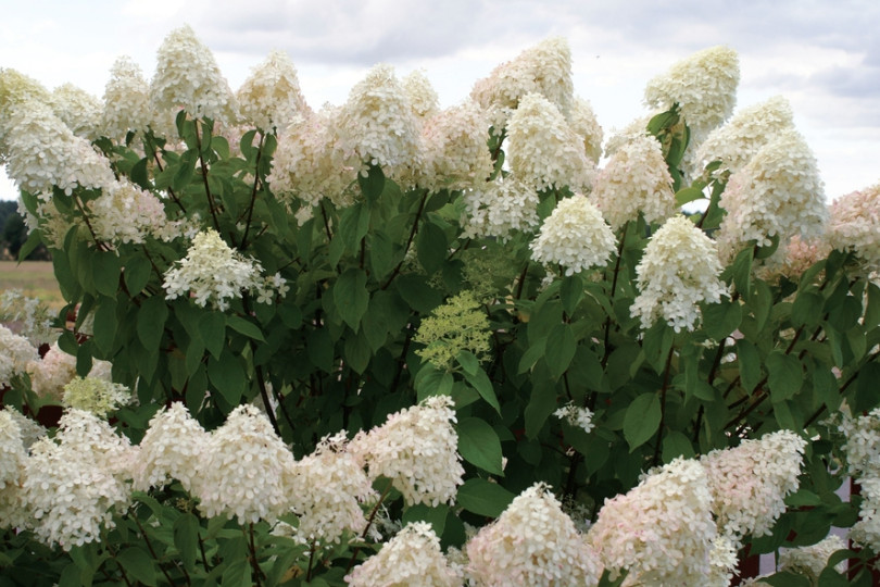 Hortensja bukietowa 'Phantom'