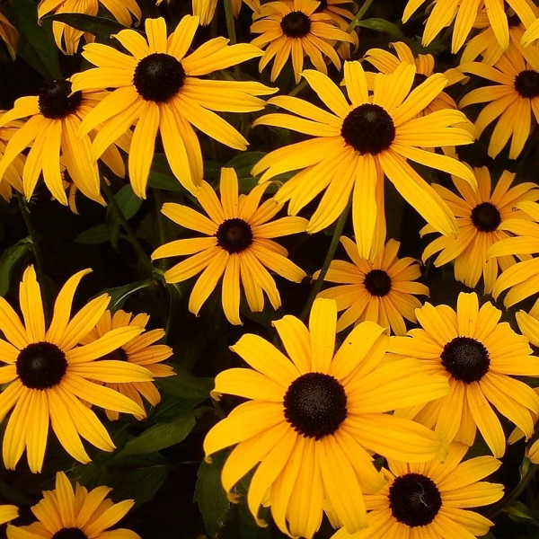 Rudbekia (Rudbeckia)