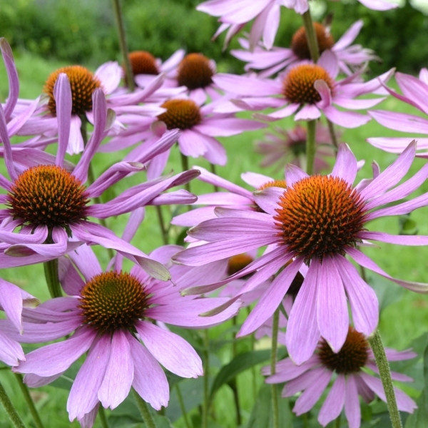 Jeżówka (Echinacea)