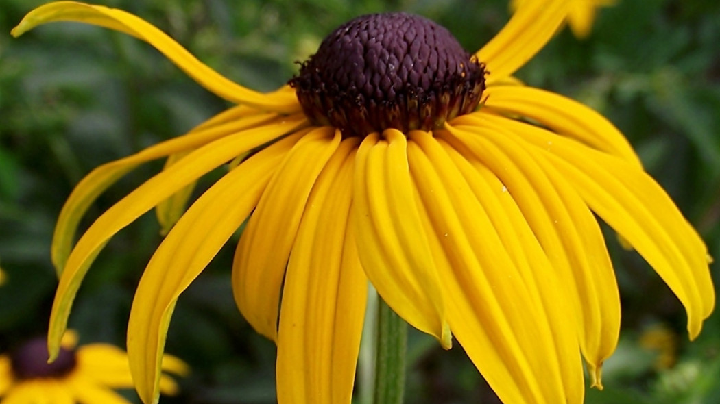 rudbeckia brilliant fot. MrGajowy3 Pixabay