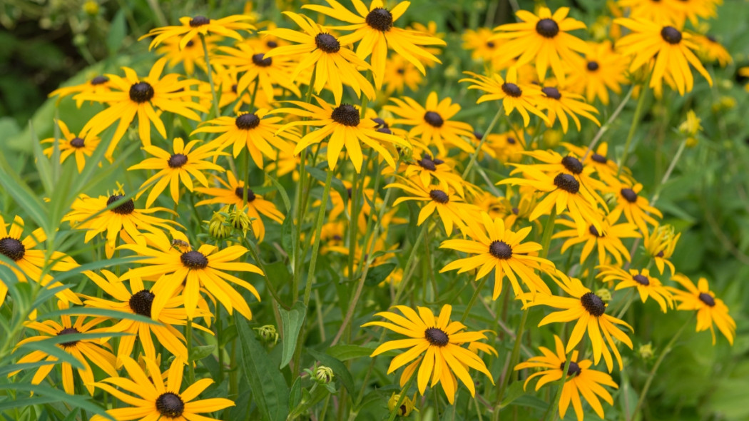 Rudbeckia fulgida fot. iverde