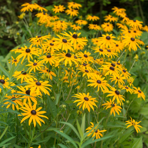 Rudbekia błyskotliwa