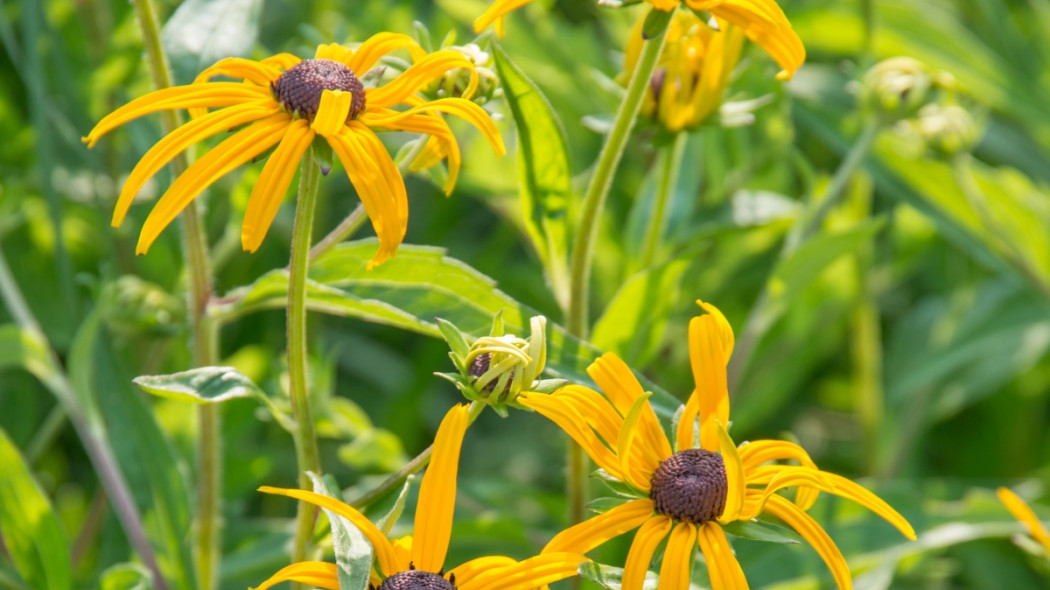 Rudbeckia fulgida var. deamii fot. iverde