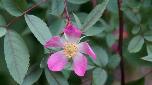 Róża czerwonawa (Rosa glauca)