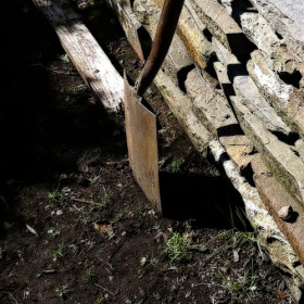 W październiku możemy wysadzać do ogrodu drzewa i krzewy liściaste, które rosły w donicach. Sadzimy także drzewa i krzewy iglaste oraz pnącza.