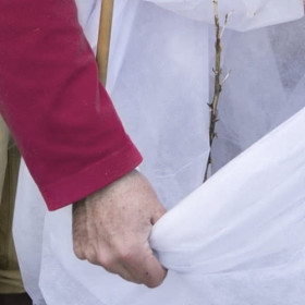 Przy sprzyjającej pogodzie, gdy pokrywa śnieżna stopnieje i przejdą już ostre mrozy, można zacząć zdejmować zimowe okrycia wrażliwych na mróz roślin.