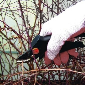 Przeprowadzamy cięcie sanitarne krzewów. Można też przycinać krzewy, które będą kwitły na pędach tegorocznych (budleje, krzewuszki, pięciorniki, wrzosy). Połowa marca jest dobrym terminem pierwszego strzyżenia żywopłotów.