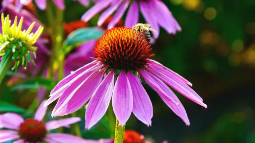 Sierpień w ogrodzie – co robić? | Lista prac do zrobienia