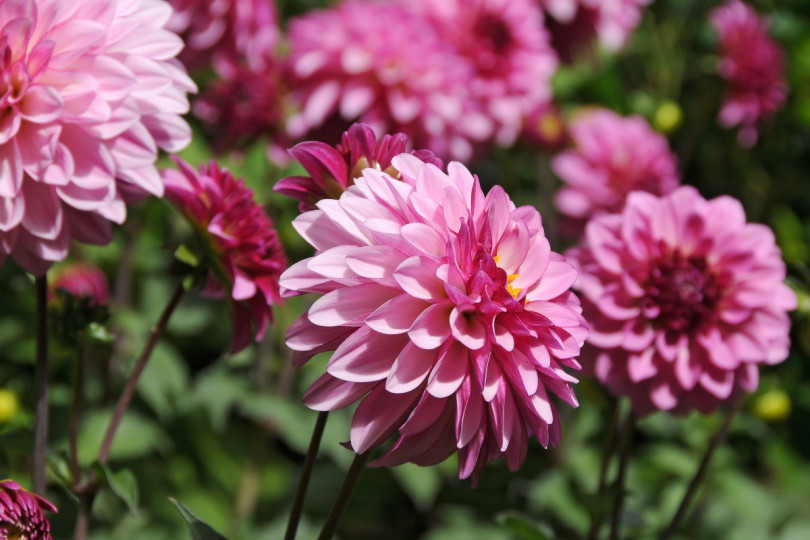 Dahlia 'Onesta'