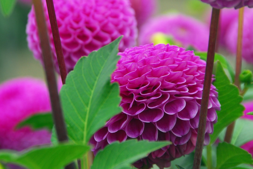 Dahlia 'Franz Kafka'