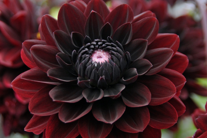 Dahlia 'Karma Choc'