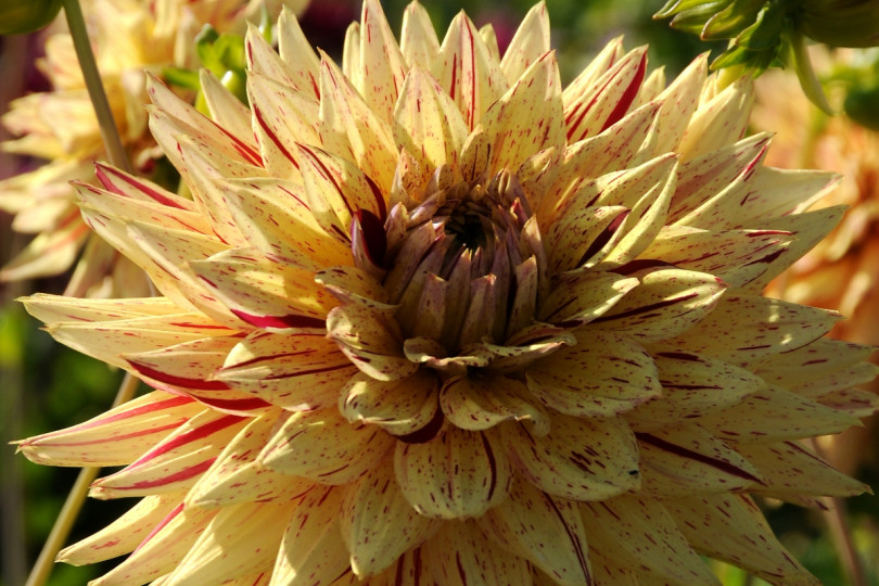 Dahlia 'Hy Pimento'