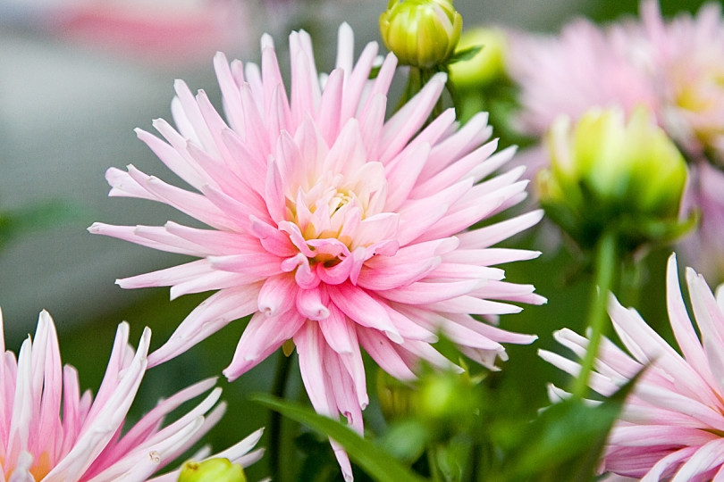 Dahlia 'Park Princess'