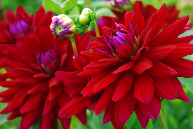 Dahlia 'Amante'