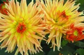 Dalhia 'Garden Princess'