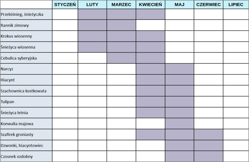 tabela kwitnienia roślin cebulowych wiosny