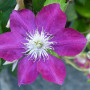 Clematis / powojnik